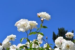 bush with white roses in the bright sun close up