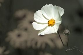Tender spring white flower in bloom