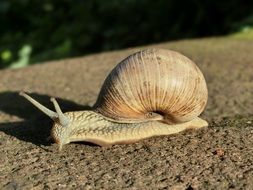 Snail with the shell on the stone