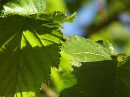 walnut tree leaf