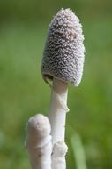 white poisonous mushroom
