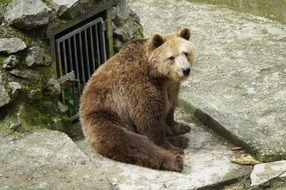 Brown bear in the nature park