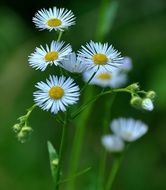 White daisies in the garden