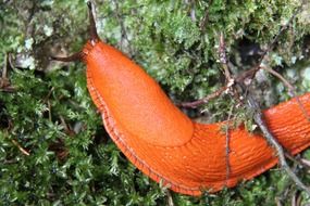 large orange snail macro foto