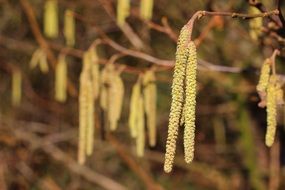 birch flowers close up