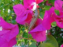 delightful lizard on pink flower