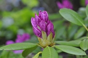 violet rhododendron plant closed