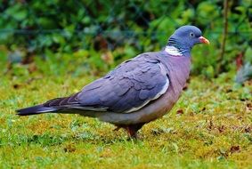 picture of the dove bird