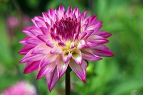 closeup picture of purple acicular bud of dahlias