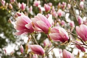 beautiful magnolia blossoms