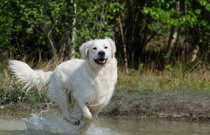 golden retriever on the lake