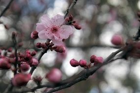 closed sakura buds on a branch