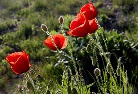 very beautiful poppy wild flower