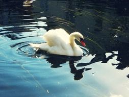 Swimming swan in lake