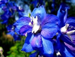 Dark blue flowers in nature
