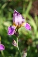 macro photo of wild garden violet plant