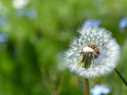 dandelion, half bare seed head close up