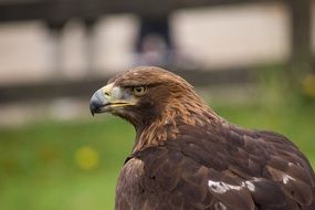 eagle flying predator