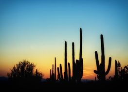 High cactus in Arizona at the sunset