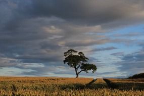 Landscape with the tree on the field