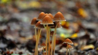 tiny mushrooms with long stipes