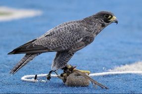 falcon is a beautiful bird of prey