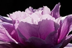 Purple peony close-up