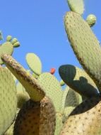 small flower of a huge cactus, arizona