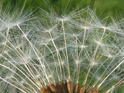 white dandelion umbrellas close up