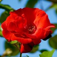 big bud of of rose bush