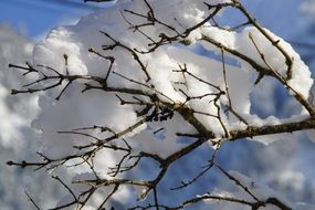 snowy tree branches in winter