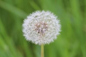 Beautiful white dandelion flower with seeds among the grass