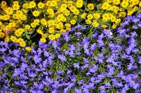 A clearing of blue and yellow flowers close-up