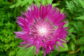 cornflower violet blossom