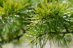 tree plant cedar branch green needles