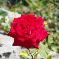 irresistible lower red rose