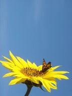 tiny butterfly on the yellow flower