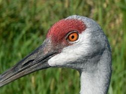 Crane head with a red spot on a background of green plants