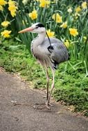 grey heron in the garden