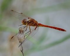 dragonfly on a fragile flower in the wildlife