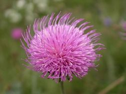 mountain thistle, fluffy bud close-up on blurred background
