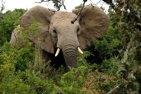 African elephant with tusks in the wild