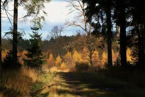 autumn forest landscape