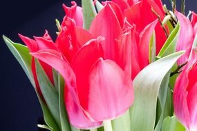 pink tulip flower bracts