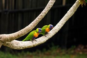 couple rainbow parrot on the tree