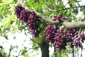 tropical purple flowers on a tree