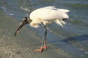 Wood Stork feeding at water