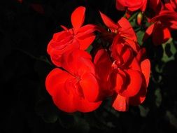 bright red geranium flowers in a dark