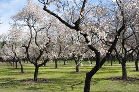 impressive almond trees