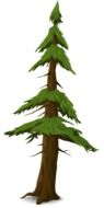 fir tree on a white background
